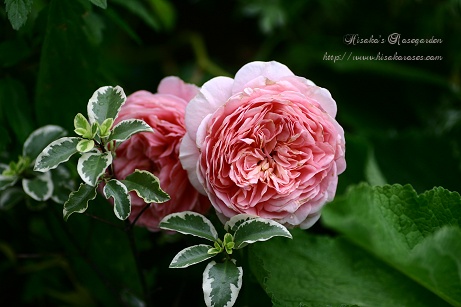 Abraham Darby